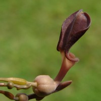 Aristolochia indica L.